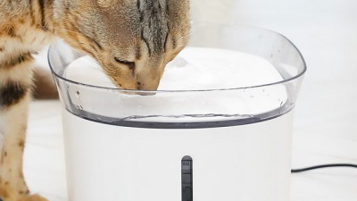 댕댕이 물 걱정 끝! 대형견 정수기 추천 & 꿀팁 대방출🐶💦